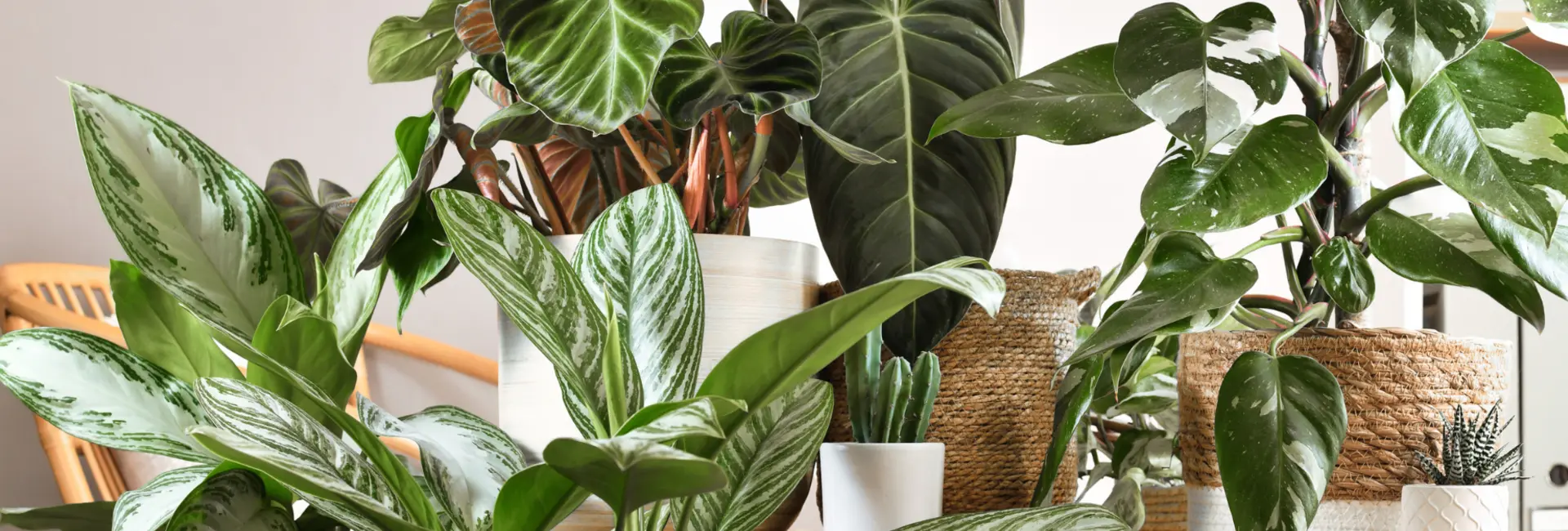 Kamerplanten bij Meijers