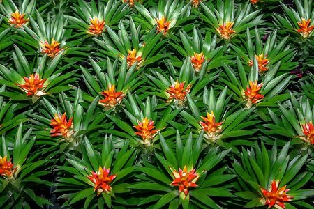 Bromelia: exotisch en makkelijk