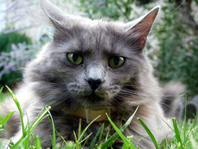 Katten uit de tuin kijken Tuincentrum Meijers