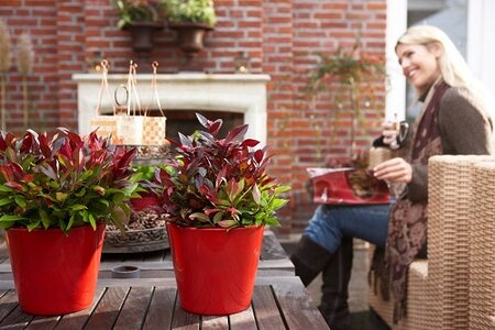 Tuinplant van de maand oktober: Groenblijver met bonus