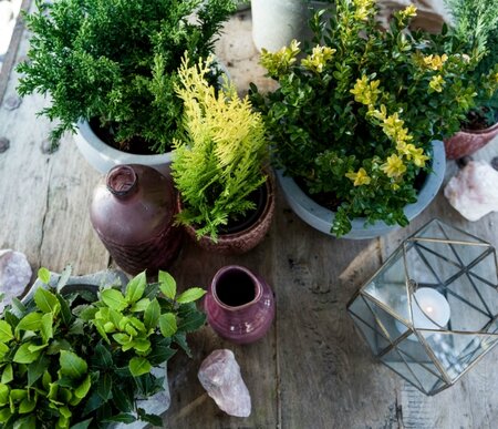 Tuinplant van de maand december: Kerstplanten!