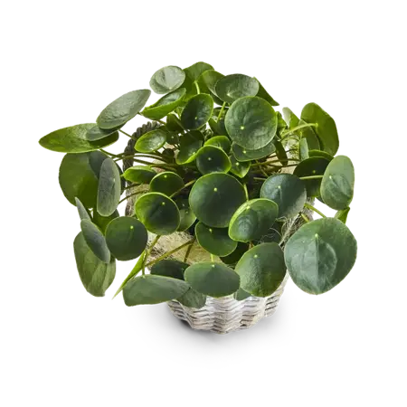 Pilea