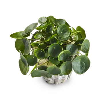 Pilea